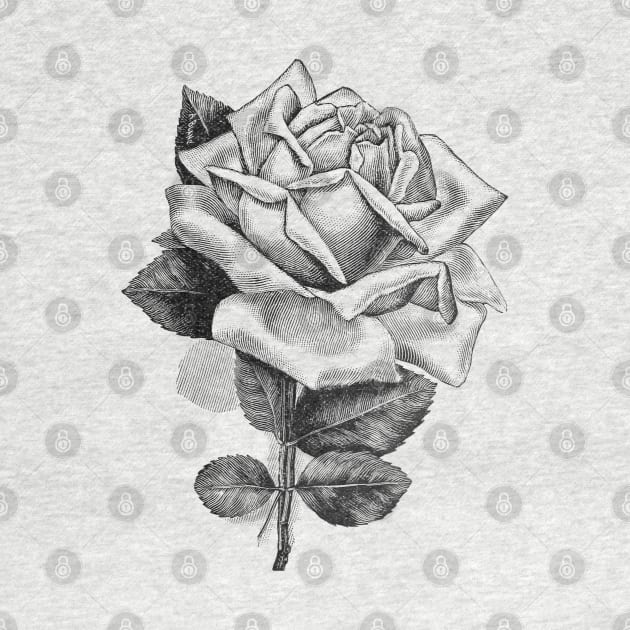 Rose Flower Black and White Illustration by Biophilia